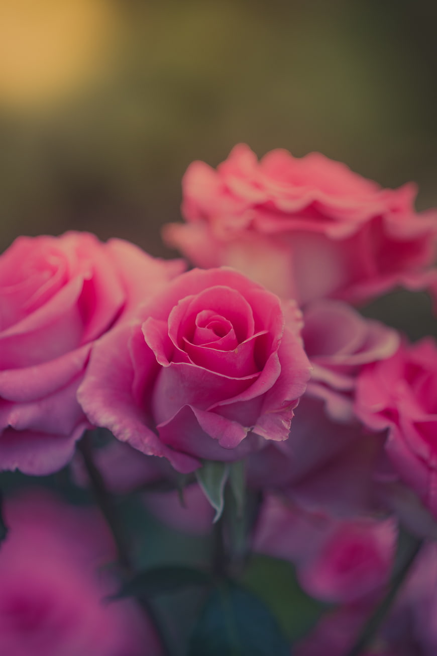 Close-up of vibrant pink roses with soft blurred background