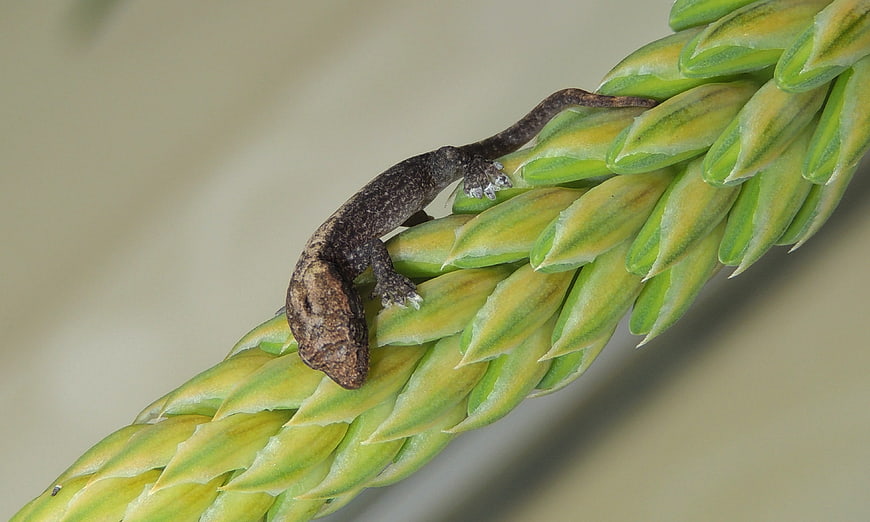 Small brown gecko clinging to green aloe plant stem