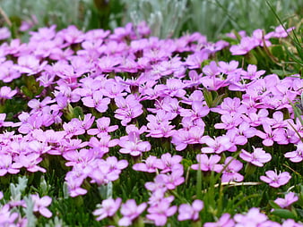 Cluster of small purple flowers blooming in green grass