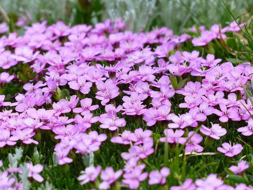 Cluster of small purple flowers blooming in green grass