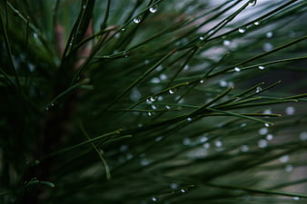 Close-up of pine needles with water droplets in nature