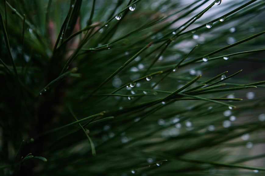 Close-up of pine needles with water droplets in nature