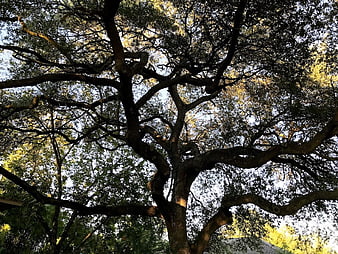 Low angle view of large oak tree branches against sky