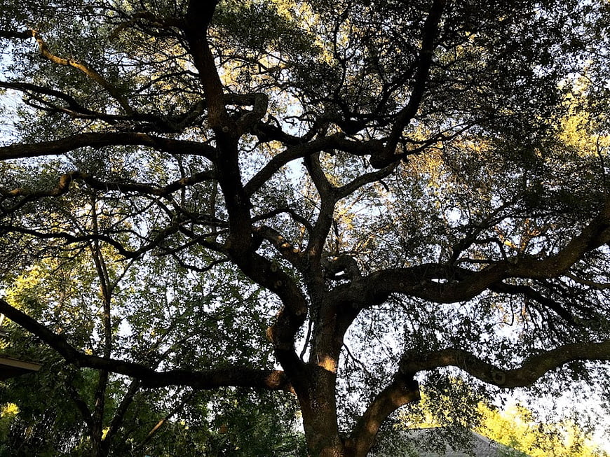 Low angle view of large oak tree branches against sky