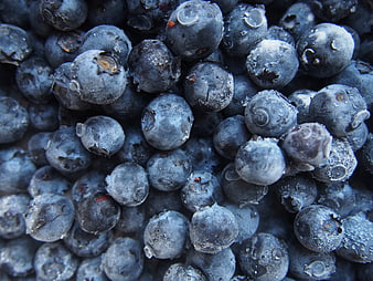 Close-up of Fresh Blueberries with Frosty Bloom