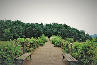 Serene wooden boardwalk path with benches leading into a lush green forest