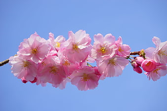 Pink Japanese Cherry Blossoms Blooming on Branch Against Blue Sky