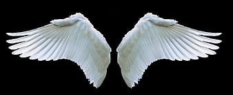 White Angel Wings Isolated on Black Background