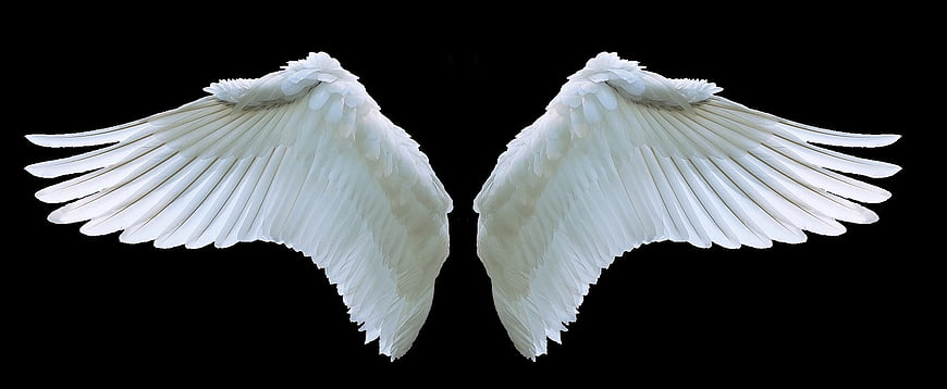 White Angel Wings Isolated on Black Background