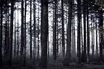 Dark Misty Pine Forest with Vertical Tree Trunks