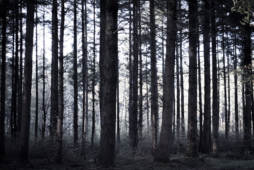 Dark Misty Pine Forest with Vertical Tree Trunks