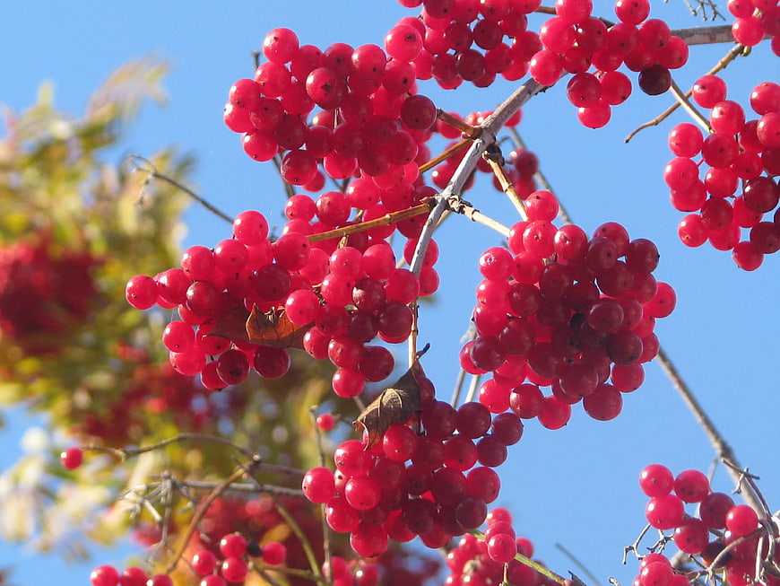 Vibrant red viburnum berries against a clear blue sky