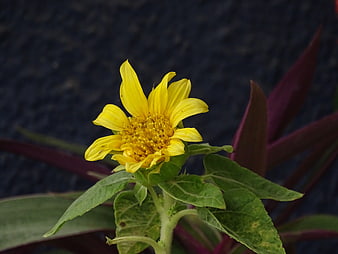 Yellow Sunflower Close-Up with Dark Background