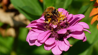 Bumblebee Pollinating Pink Zinnia Flower Close-Up