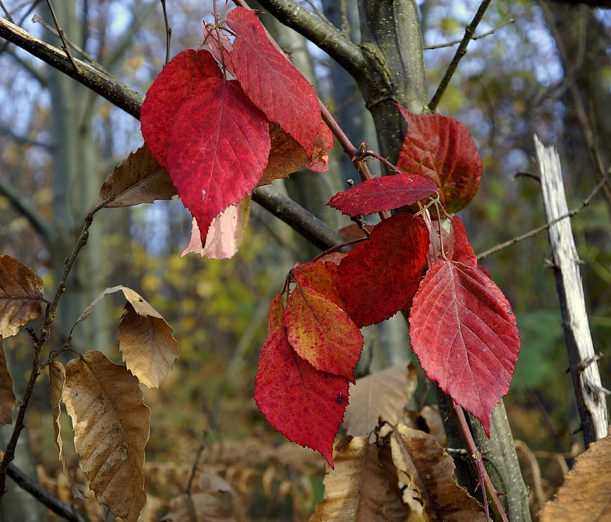 Vibrant red autumn leaves on a branch in a forest