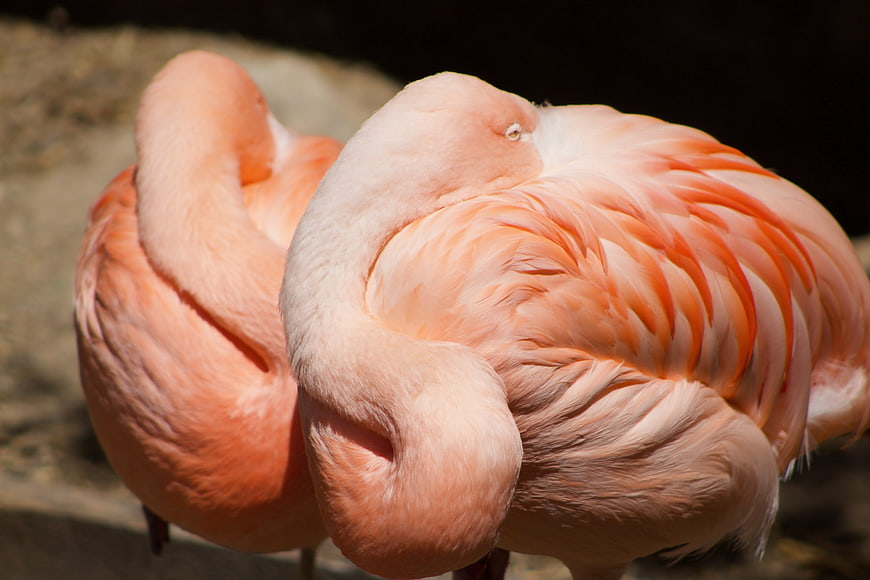 Close-up of two pink flamingos preening feathers