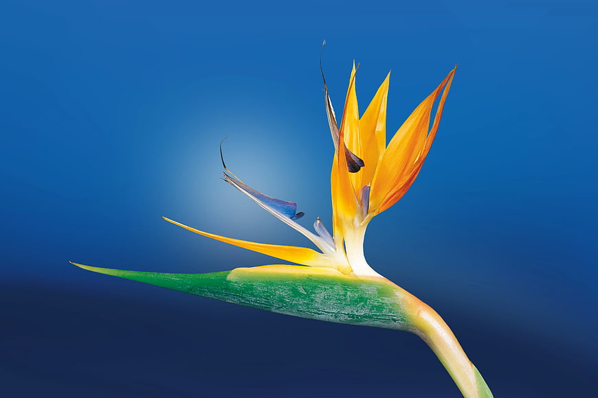 Bird of Paradise Flower on Blue Background