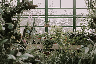 Lush greenhouse interior with green plants and window view