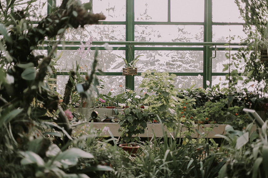 Lush greenhouse interior with green plants and window view