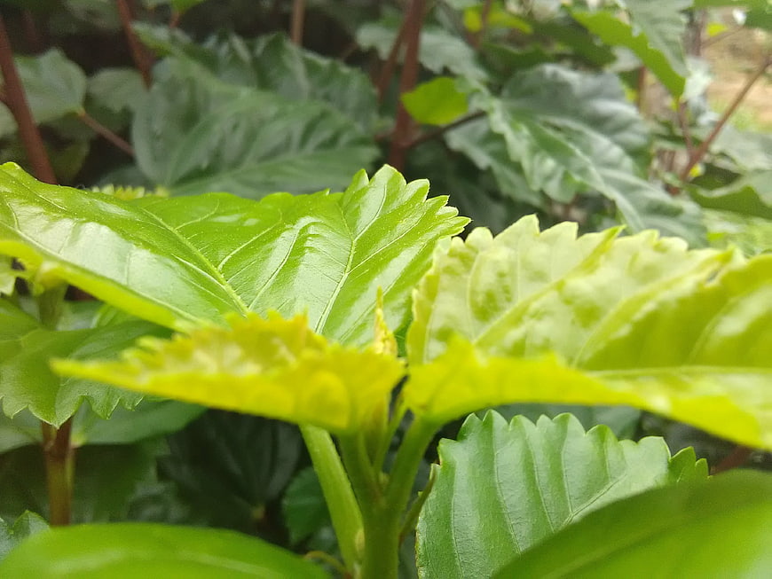 Close-up of vibrant green mulberry leaves with serrated edges