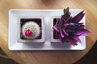 Top view of cactus and purple plant in white tray