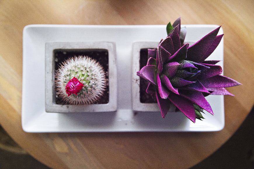 Top view of cactus and purple plant in white tray