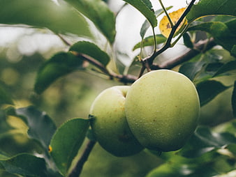 Close-up of green apples hanging on a tree branch