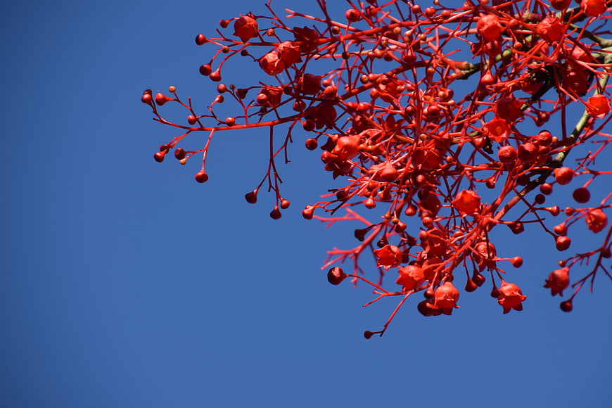 Vibrant Red Flame Tree Flowers Against Clear Blue Sky