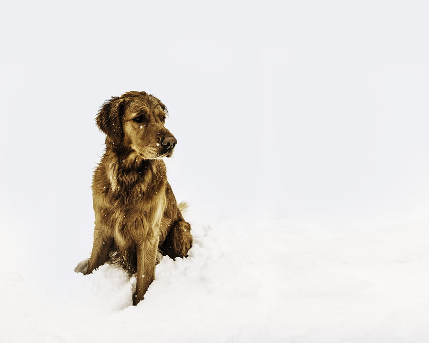 Golden Retriever Sitting in Snowy Winter Landscape