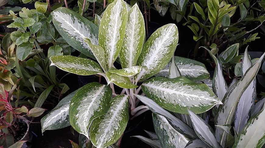Variegated Aglaonema Chinese Evergreen Plant Close-Up