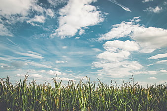 Green cornfield under a bright blue sky with white clouds