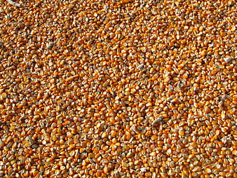 Top View of Dried Yellow Corn Kernels Texture