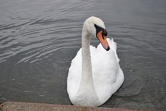 White Swan Swimming in Calm Lake Water