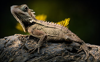 Close-up portrait of a spiny forest dragon lizard on a textured log