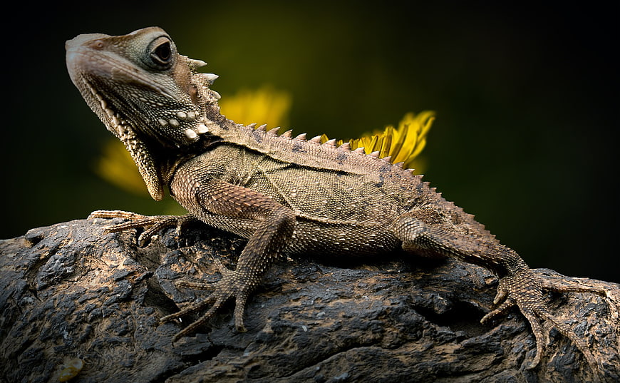 Close-up portrait of a spiny forest dragon lizard on a textured log