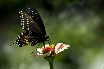 Black Swallowtail Butterfly on Pink Zinnia Flower