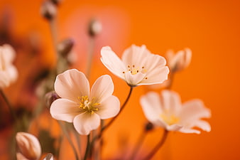 White Cosmos Flowers Against Vibrant Orange Background