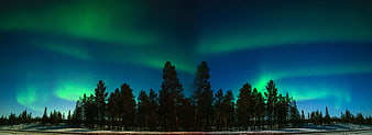 Panoramic Aurora Borealis Over Snowy Pine Forest