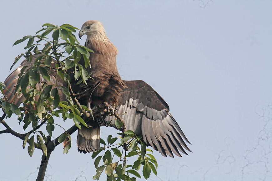 Pallas's Fish Eagle perched on tree branch with wings spread