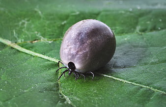 Macro shot of a swollen engorged tick on a green leaf