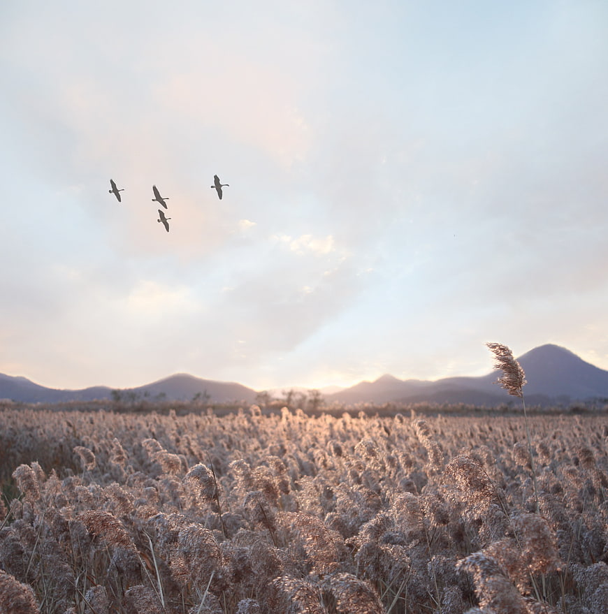 Flock of Birds Flying Over Golden Grassland at Sunset