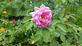 Close-up of a blooming pink rose in a lush garden