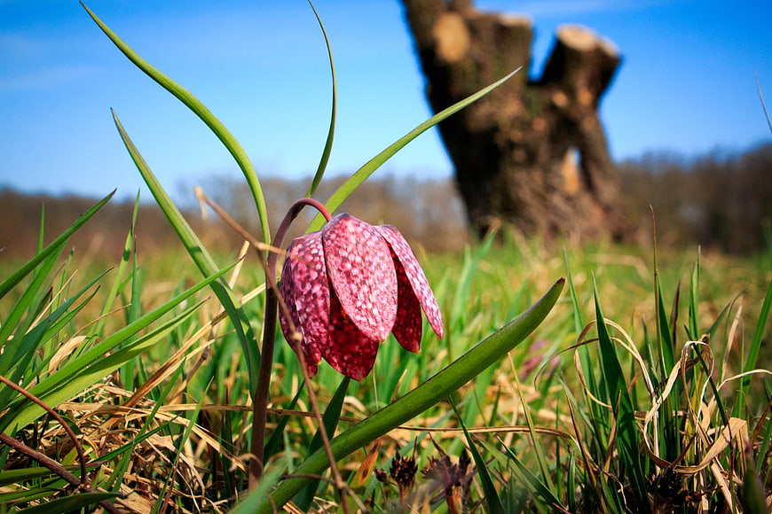 Close-up of pink Fritillaria meleagris flower in spring meadow