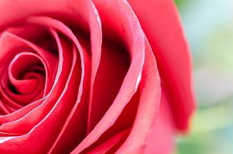Macro Close-Up of Vibrant Red Rose Petals