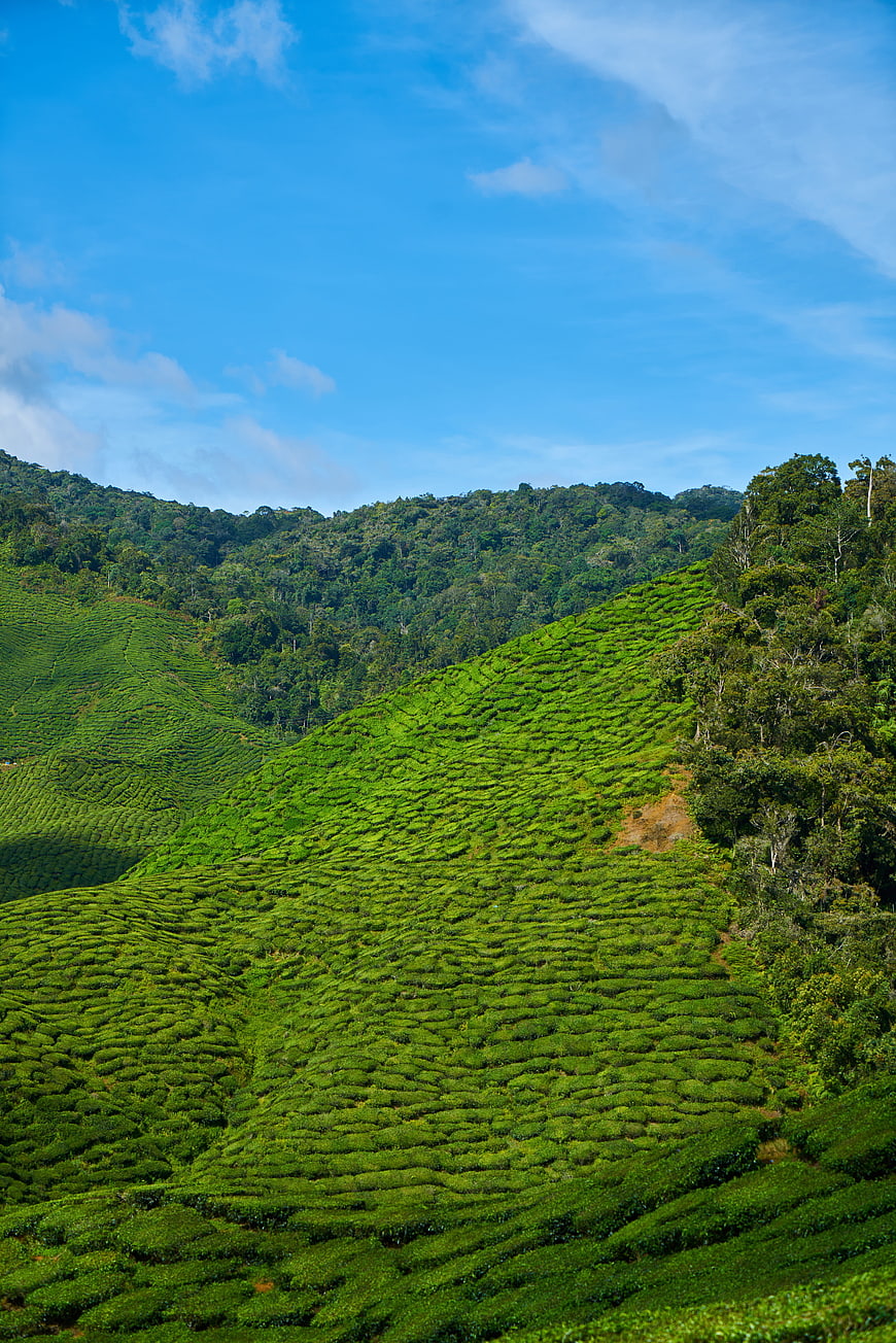 Lush Green Tea Plantation on Rolling Hills Under Blue Sky
