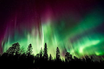 Vibrant Aurora Borealis Over Dark Forest Silhouette