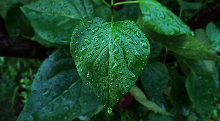 Close-up of a green leaf with raindrops
