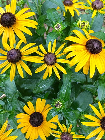 Vibrant Yellow Black-Eyed Susan Flowers in Summer Garden
