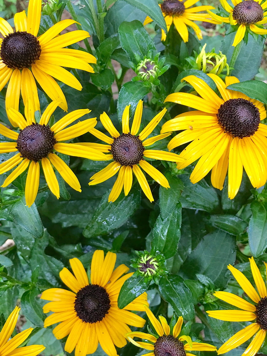 Vibrant Yellow Black-Eyed Susan Flowers in Summer Garden