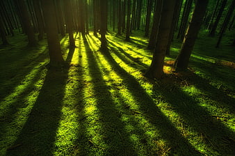Sunbeams illuminating mossy forest floor with long tree shadows